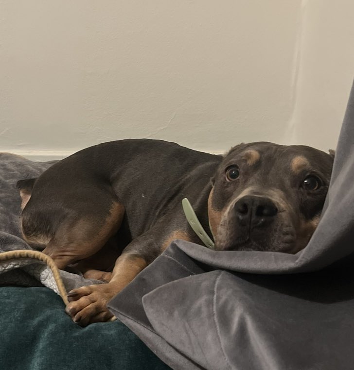 Moo Deng 🤝 Pepper Ann