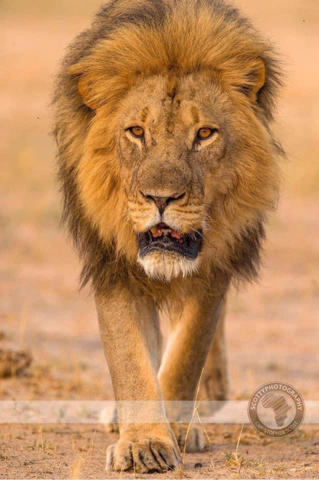 BREAKING : Humba, one of the favorites of Hwange National Park, Zimbabwe was trophy hunted in June 2024. What a waste of a beautiful life. 🤬RT
#BanTrophyHunting 
<a href="/SARA2001NOOR/">Sara✌️💙🍉peaceFOReveryone</a> <a href="/Angelux1111/">Angel</a> <a href="/Gail7175/">WatchDominion.com Ⓥ</a> <a href="/DidiFrench/">Di Dee Ⓥ 🇦🇺 🇺🇦 🌻 🌊</a> <a href="/Lin11W/">🌱🌹❤️ Anonymous for the voiceless ❤️🌹🌱</a>  <a href="/Protect_Wldlife/">PROTECT ALL WILDLIFE</a> <a href="/PeterEgan6/">Peter Egan</a>