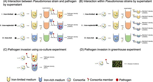 Hortres's tweet photo. Siderophores key in microbiome strategy to curb Ralstonia solanacearum, boosting tomato health. #MicrobiomeEngineering #SiderophoreMediatedCompetition @OxfordJournals 
Details:https://t.co/JUrON5hVfq https://t.co/KhijhTi4eP