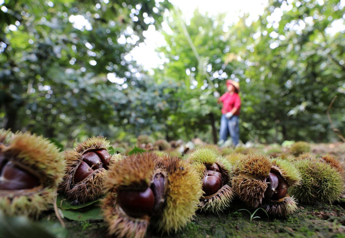 LinyiOfficial's tweet photo. In the golden hues of #autumn, Tancheng county in #Linyi, #Shandong, comes alive as the Chinese #chestnut harvest season unfolds. 🧑‍🌾Farmers gather these treasures destined to grace markets far and wide. #LinyiDevelopment #RuralVitalization #AutumnInLinyi [Photo/VCG] https://t.co/CthU0Llocx