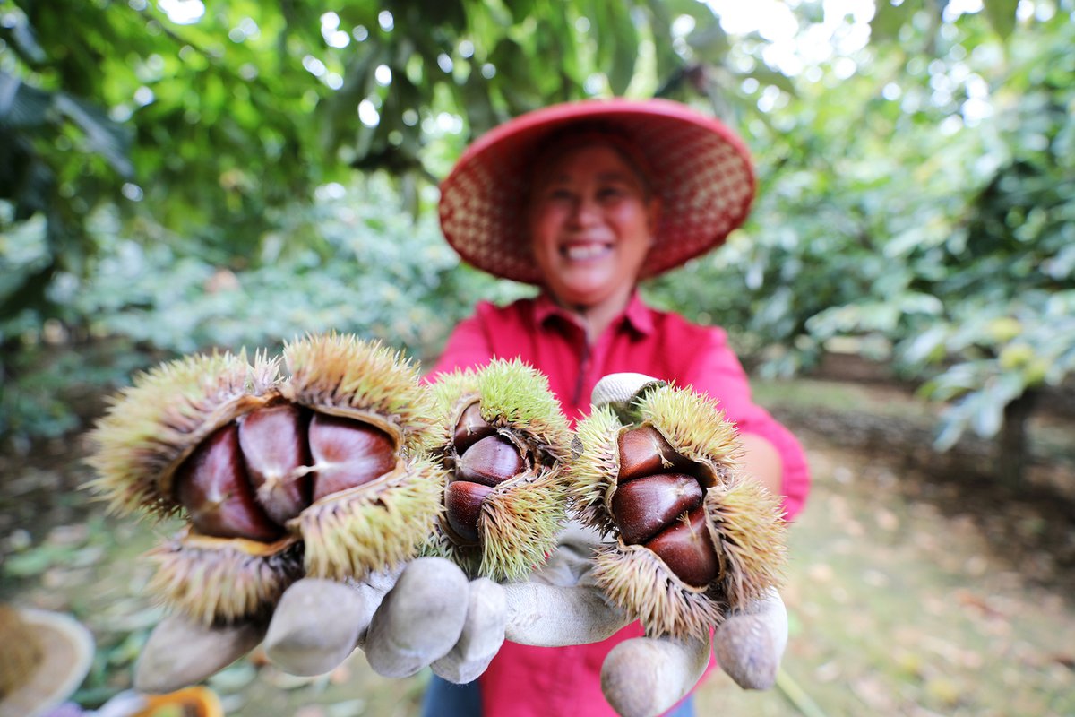 LinyiOfficial's tweet photo. In the golden hues of #autumn, Tancheng county in #Linyi, #Shandong, comes alive as the Chinese #chestnut harvest season unfolds. 🧑‍🌾Farmers gather these treasures destined to grace markets far and wide. #LinyiDevelopment #RuralVitalization #AutumnInLinyi [Photo/VCG] https://t.co/CthU0Llocx