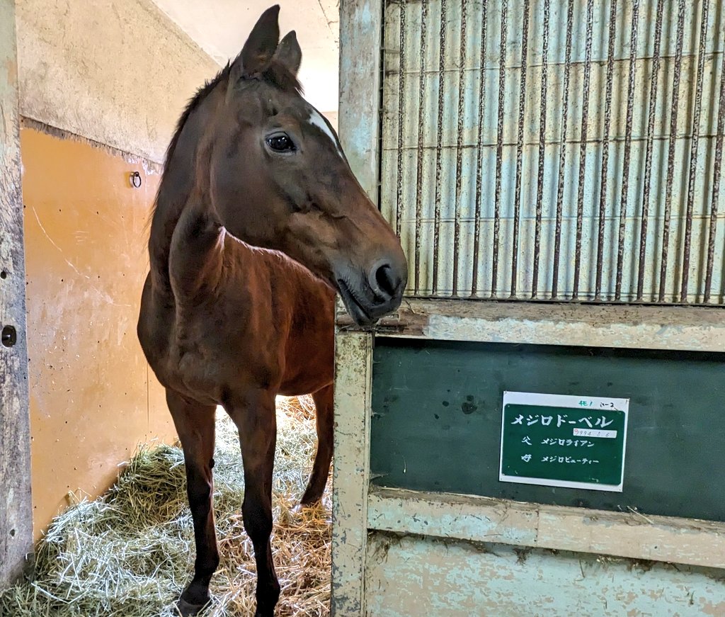 getuyoubi5's tweet image. 今日のグリーンチャンネル23時放送の競馬ブロスでレイクヴィラファームさんが出るそうです🐴
色々貴重なものが見れるかも？

※許可を得て見学、撮影しています
#メジロドーベル
#レイクヴィラファーム