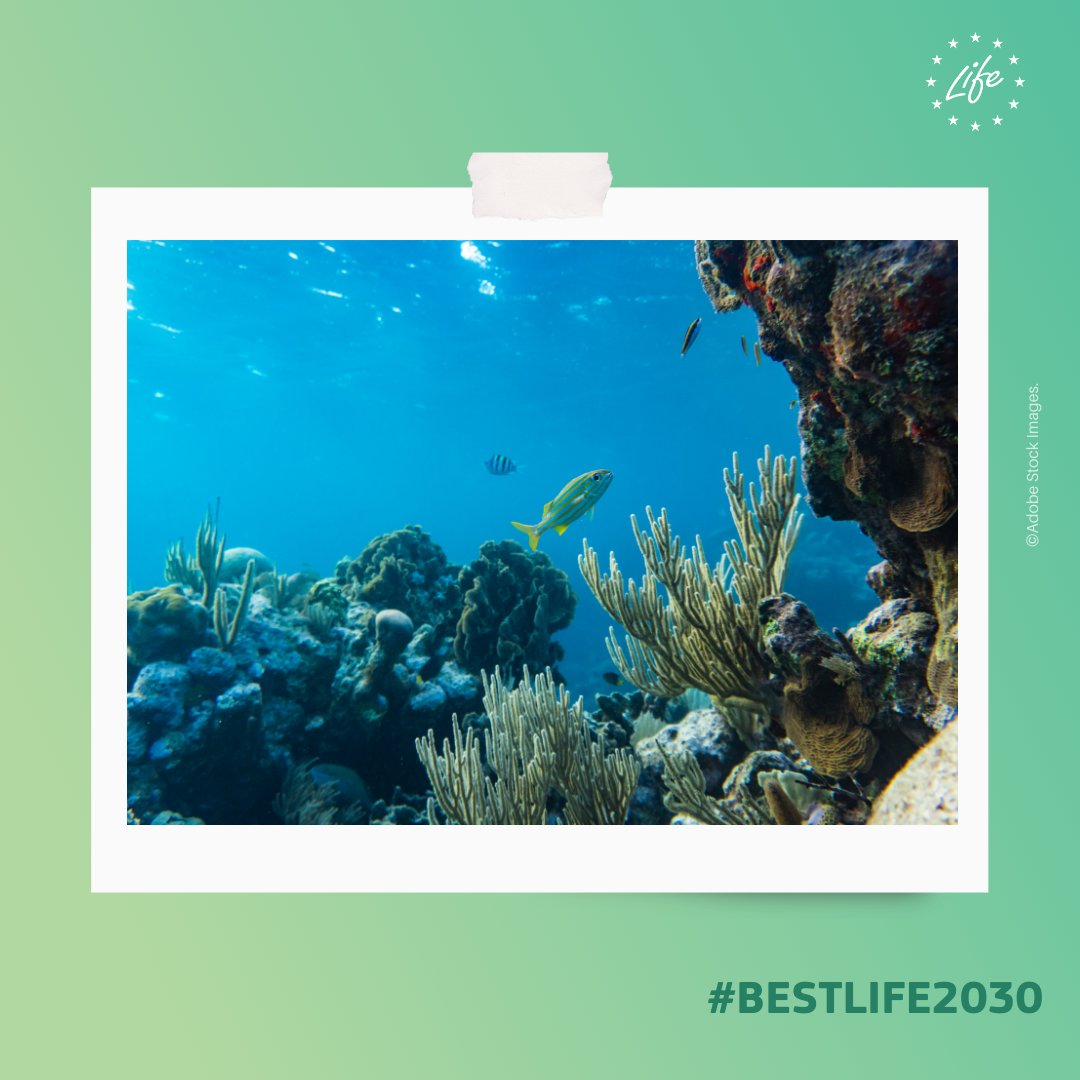 LIFEProgramme's tweet photo. LIFE is boosting #EUBiodiversity🌍✨ 

The #BESTLIFE2030 programme is investing €5.57 million in 58 grants to protect unique ecosystems in the #EU’s outermost regions &amp; overseas territories🌿🐢

Read more about the results: https://t.co/gGjMyUcH78

#EUGreenDeal #LIFEProgramme https://t.co/K47YLi1a1I