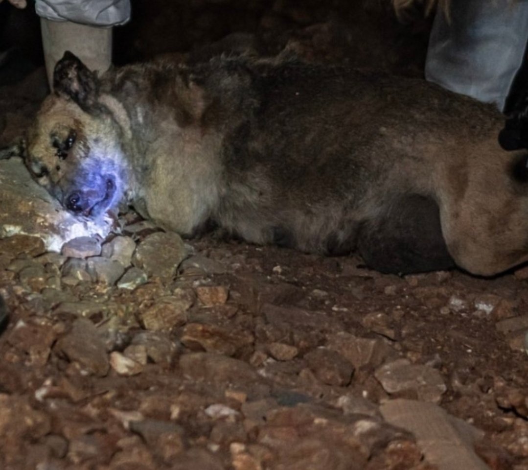 Unutmadım, Unutmayacağım, Unutturmayacağım!!! Son bakışını,seni ve diğer köpekleri katledenleri, sebep olanları... Umarım hepiniz acılar içinde yaşarsınız. Bir köpek doğmamış bebekleri ile "barınak" ta katledildi. Katiller aramızda! 
#TürkiyedeKatliamVar #KatliamıDurdurAYM