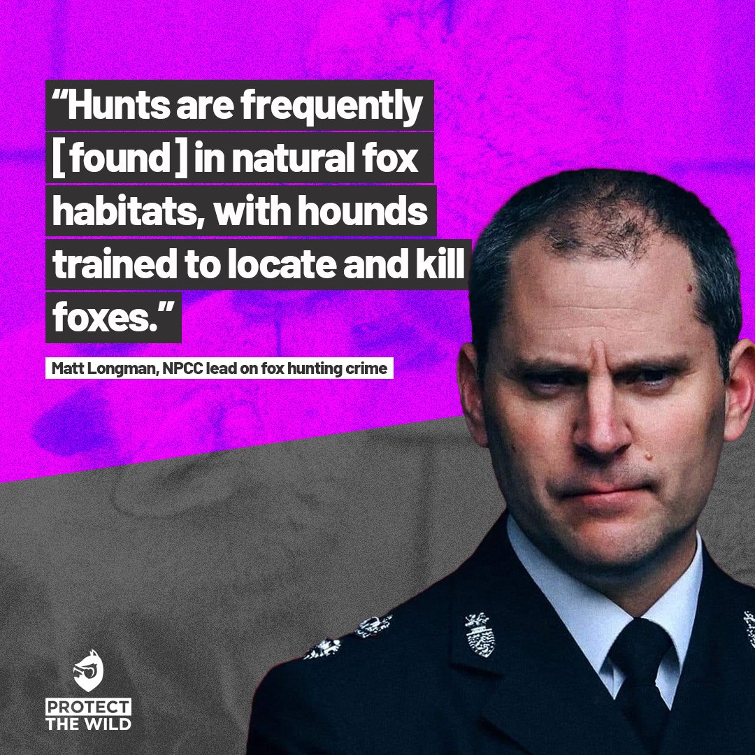 ProtectTheWild_'s tweet photo. Don’t take our word for ‘trail hunting’ being a front for fox hunting, take the words of the most senior police officer responsible for tackling fox hunting in England and Wales! https://t.co/xn4JUgJQZc