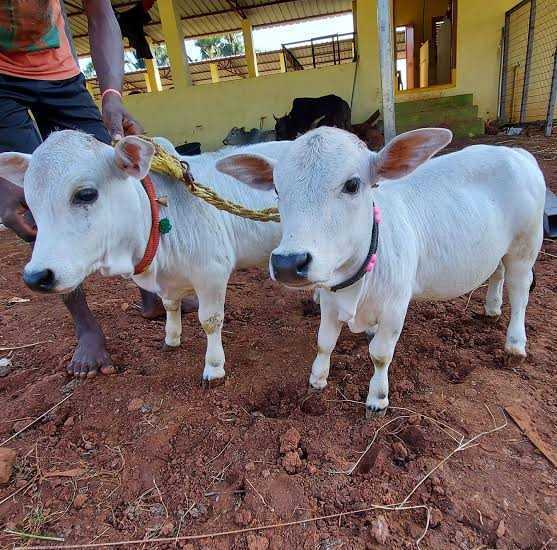 thebetterindia's tweet photo. Punganur: Why These Dwarf Cows From Andhra Are a Very Special Breed 

(A Thread) https://t.co/P5lF2mtkkC