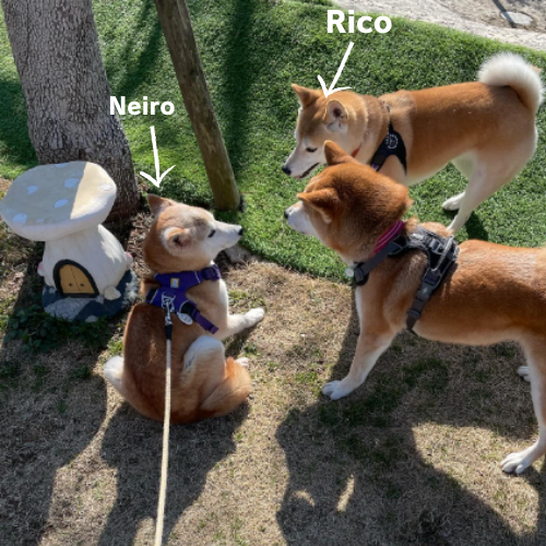 RicoSolanaCoin's tweet photo. $RICO is the first official Big sister of $NEIRO

So much higher... woof https://t.co/NmrioNEeCy