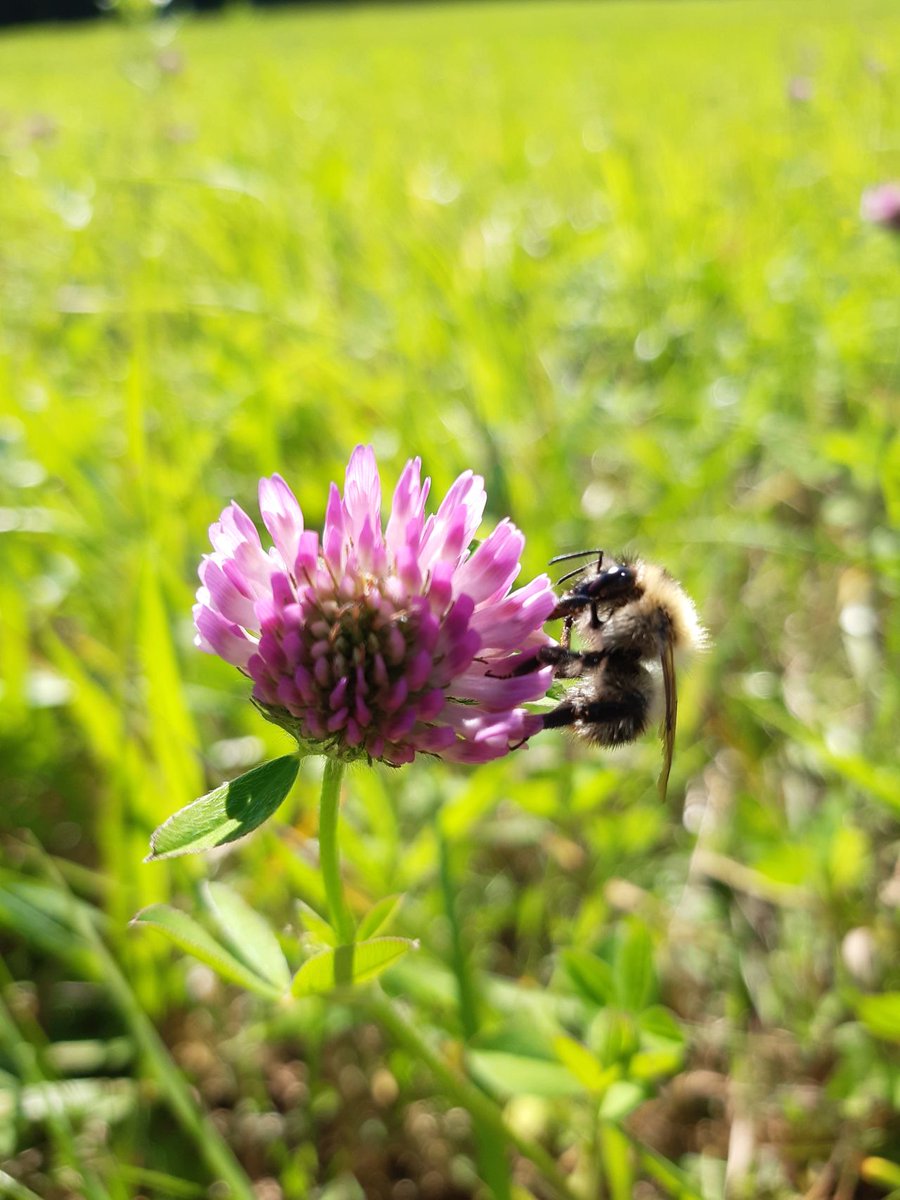 Baltic Studies Centre (@bscresearch_) on Twitter photo 🔬🐝 Read senior researcher's Anda Adamsone-Fiskovica's latest blog on her pollinator monitoring trips with intern Maja Raemakers (<a href="/WUR/">Wageningen U&R</a> ). Discover the unique insights from their interdisciplinary collaboration!
bscresearch.lv/en/news/monito…
<a href="/RestPoll/">RestPoll</a> <a href="/HorizonEU/">Horizon Europe 🇪🇺</a> 🔬🐝 Read senior researcher's Anda Adamsone-Fiskovica's latest blog on her pollinator monitoring trips with intern Maja Raemakers (<a href="/WUR/">Wageningen U&R</a> ). Discover the unique insights from their interdisciplinary collaboration!
bscresearch.lv/en/news/monito…
<a href="/RestPoll/">RestPoll</a> <a href="/HorizonEU/">Horizon Europe 🇪🇺</a>