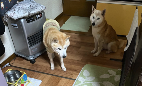 RicoSolanaCoin's tweet photo. Neiro was taken in by riko.wako.mama on instagram the rico wako house takes in homeless or abused dogs in need.

Neiro lived with $RICO for a while before being adopted by @kabosumama 

For this time where $Neiro spent living with $RICO, they became forever sisters! https://t.co/BUdQnAZVSy