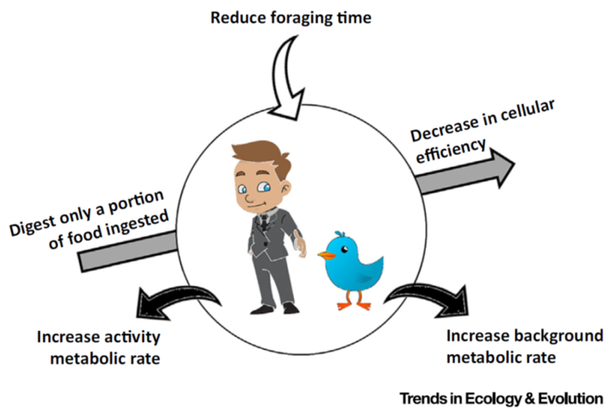 Lewis Halsey (@lewis_halsey) on Twitter photo Our new paper uncovers an enviable ability of birds: they can lose #weight even when they are eating a processed #food #diet AND even when they reduce their #exercise levels at the same time! <a href="/SEBiology/">SEB @sebiology.bsky.social</a> <a href="/J_Exp_Biol/">Journal of Experimental Biology</a>
doi.org/10.1242/jeb.24…
summary video: youtu.be/oLKee21NByo Our new paper uncovers an enviable ability of birds: they can lose #weight even when they are eating a processed #food #diet AND even when they reduce their #exercise levels at the same time! <a href="/SEBiology/">SEB @sebiology.bsky.social</a> <a href="/J_Exp_Biol/">Journal of Experimental Biology</a>
doi.org/10.1242/jeb.24…
summary video: youtu.be/oLKee21NByo