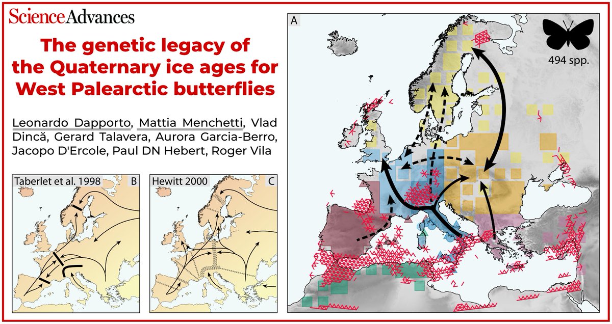 Mattia Menchetti (@mattiamenchetti) on Twitter photo How did the Quaternary ice ages shape W Palearctic biodiversity? Using 31,000+🧬sequences of ~500 butterfly🦋 species we objectively identified glacial refugia, colonization routes, and dispersal barriers at an unprecedented level! Out in <a href="/ScienceAdvances/">Science Advances</a>! doi.org/10.1126/sciadv… How did the Quaternary ice ages shape W Palearctic biodiversity? Using 31,000+🧬sequences of ~500 butterfly🦋 species we objectively identified glacial refugia, colonization routes, and dispersal barriers at an unprecedented level! Out in <a href="/ScienceAdvances/">Science Advances</a>! doi.org/10.1126/sciadv…