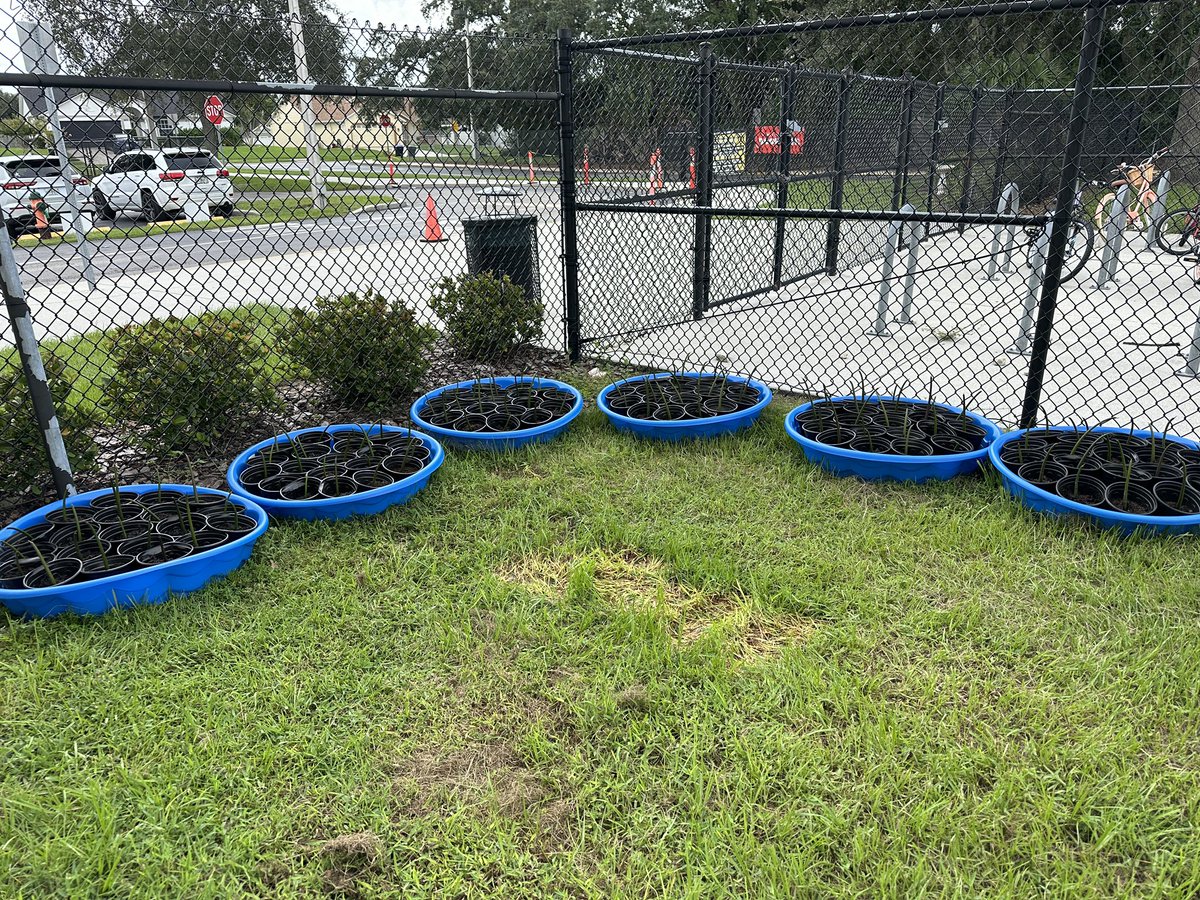 From Mrs. F and Mrs. H gathering the 120 propagules, to students planting them in our mangrove nursery, <a href="/arborridgek8/">ArborRidgeK8_OCPS</a> is ready to aid in #CoastalRestoration this year! This is year 3 of helping <a href="/UCF/">UCF</a>’s #CEElab! #mangroves #service <a href="/OCPSnews/">ocpsnews</a>