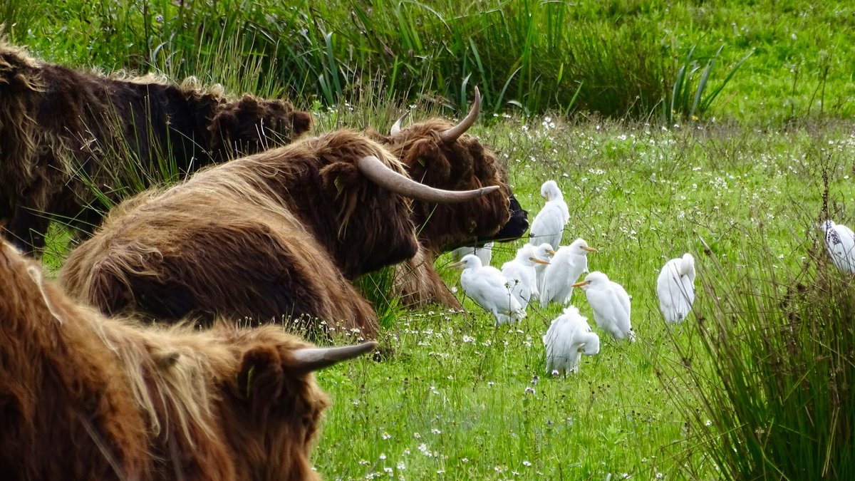 FREE Nature tweet media