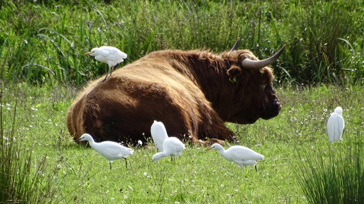 Onze beheerder trof tijdens de kuddecontrole meer koereigers dan koeien. 🤭🐂 Het is ook wel typisch voor de #Noordwaard, waar je doorgaans alles aantreft in veelvoud: of dat nou bloeiende kattenstaarten of watervogels zijn! 🪻
