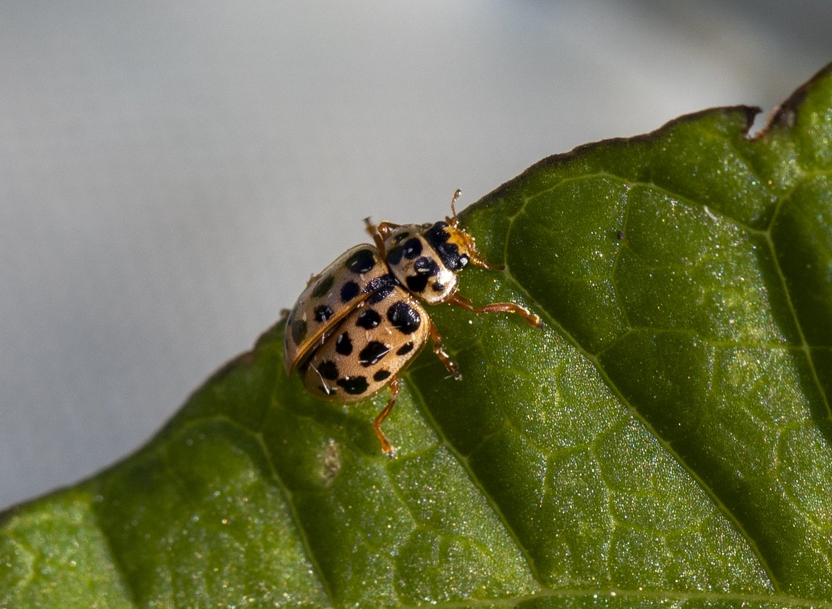 What a way to finish off the 2024 insect recording period. Yesterday I found the first Anisosticta novemdecimpunctata (Water Ladybird) recorded in Ireland in 100 years. Delighted!