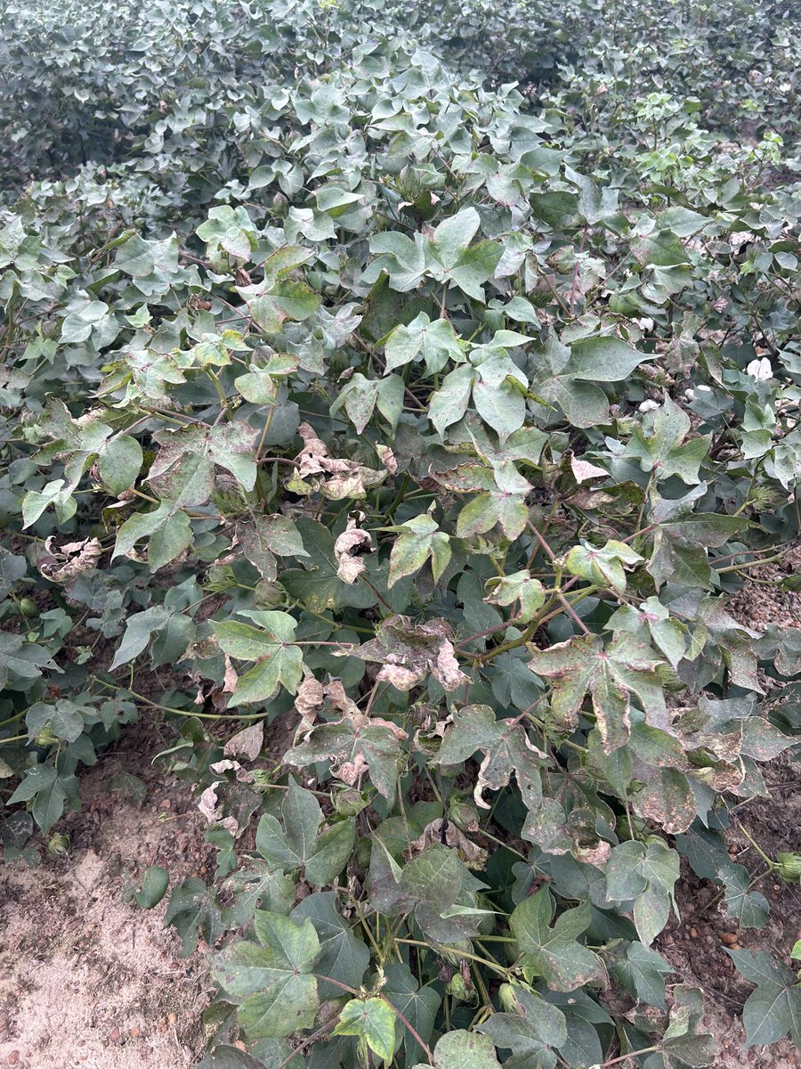 bobkemerait's tweet image. Some confusion in Georgia’s cotton fields with these crumpled leaf symptoms appearing after days and days of wet weather. Almost assuredly symptoms of areolate mildew (Ramulariopsis). Depending upon time left until defoliation, fungicides may be helpful. UGA Extension
