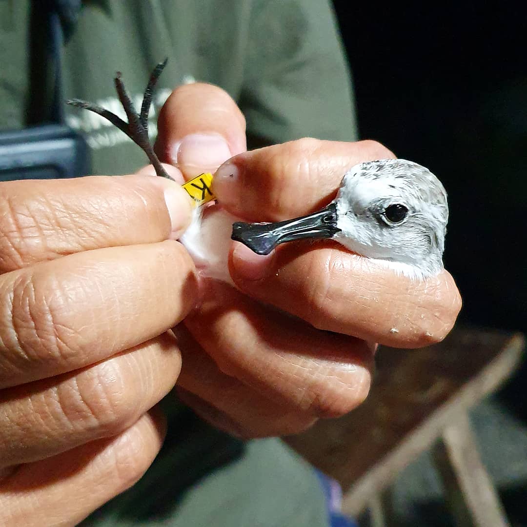Kane Brides (@kanebrides) on Twitter photo Our new paper "New estimate of the trend in world population size of the Spoon-billed Sandpiper suggests continuing decline" has now been published in <a href="/WaderStudy/">Wader Study</a>, see - waderstudygroup.org/article/18514/ #Conservation #Ornithology Our new paper "New estimate of the trend in world population size of the Spoon-billed Sandpiper suggests continuing decline" has now been published in <a href="/WaderStudy/">Wader Study</a>, see - waderstudygroup.org/article/18514/ #Conservation #Ornithology