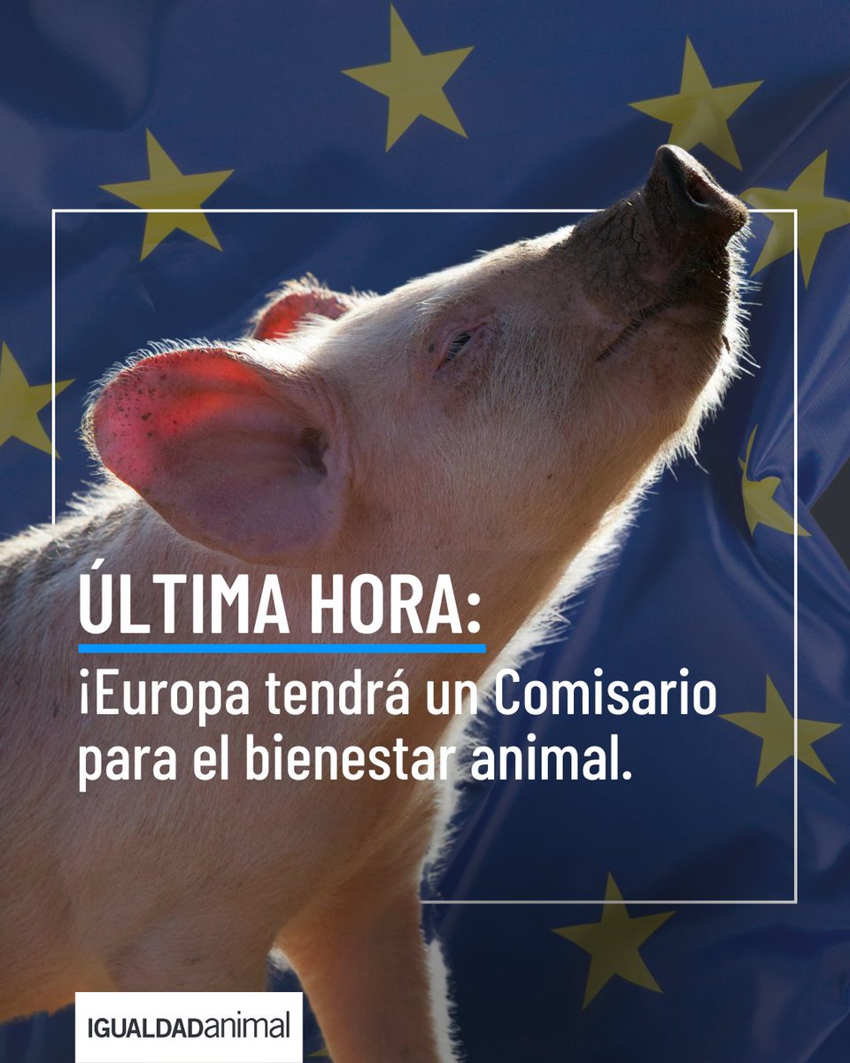 IgualdadAnimal's tweet photo. Europa tendrá un Comisario de Bienestar Animal
La Presidenta de la Comisión Europea, Ursula Von Der Leyen, ha hecho públicas sus propuestas para el nombramiento de los próximos Comisarios de la UE. Por primera vez en la historia de la Unión Europea, un Comisario ha recibido un mandato para el bienestar animal.
La Presidenta de la Comisión Europea, Ursula Von Der Leyen, ha hecho públicas sus propuestas para el nombramiento de los próximos Comisarios de la UE. Por primera vez en la historia de la Unión Europea, un Comisario ha recibido un mandato para el bienestar animal, un gran paso para la defensa de los animales. El candidato actual para esta función es el político húngaro Olivér Várhely.
Independientemente de quién sea el elegido, se trata de un gran logro: se han escuchado las demandas de los ciudadanos y las organizaciones para la protección de los animales explotados para consumo. Por fin, los animales también tendrán voz en Europa con un Comisario de Salud y Bienestar de los Animales 👇
https://t.co/eFkRuCiK2z
#EUforAnimals
