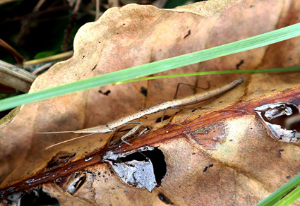 Zootaxa's tweet image. Taxonomic Review of the Genus Didymocorypha Wood-Mason, 1877 (#Mantodea: Eremiaphilidae) with description of a #newspecies from #India 
mapress.com/zt/article/vie… 
#Taxonomy