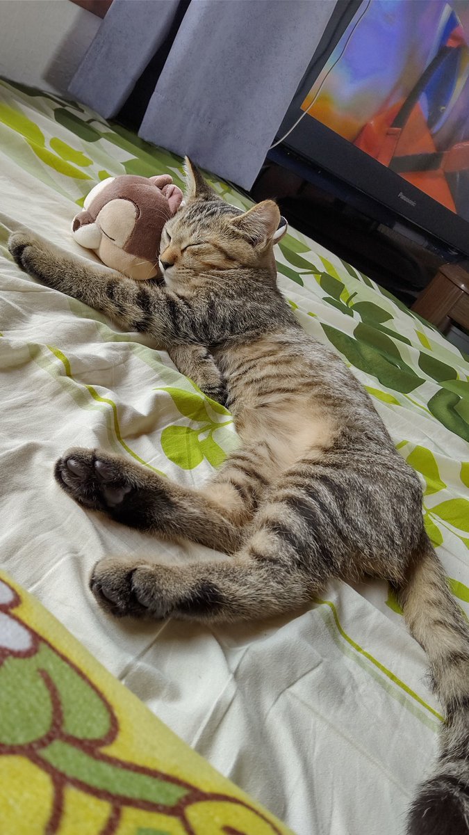 にゃんセラを受けたことにより、にゃんロスが発生
あぁ…触りたい…