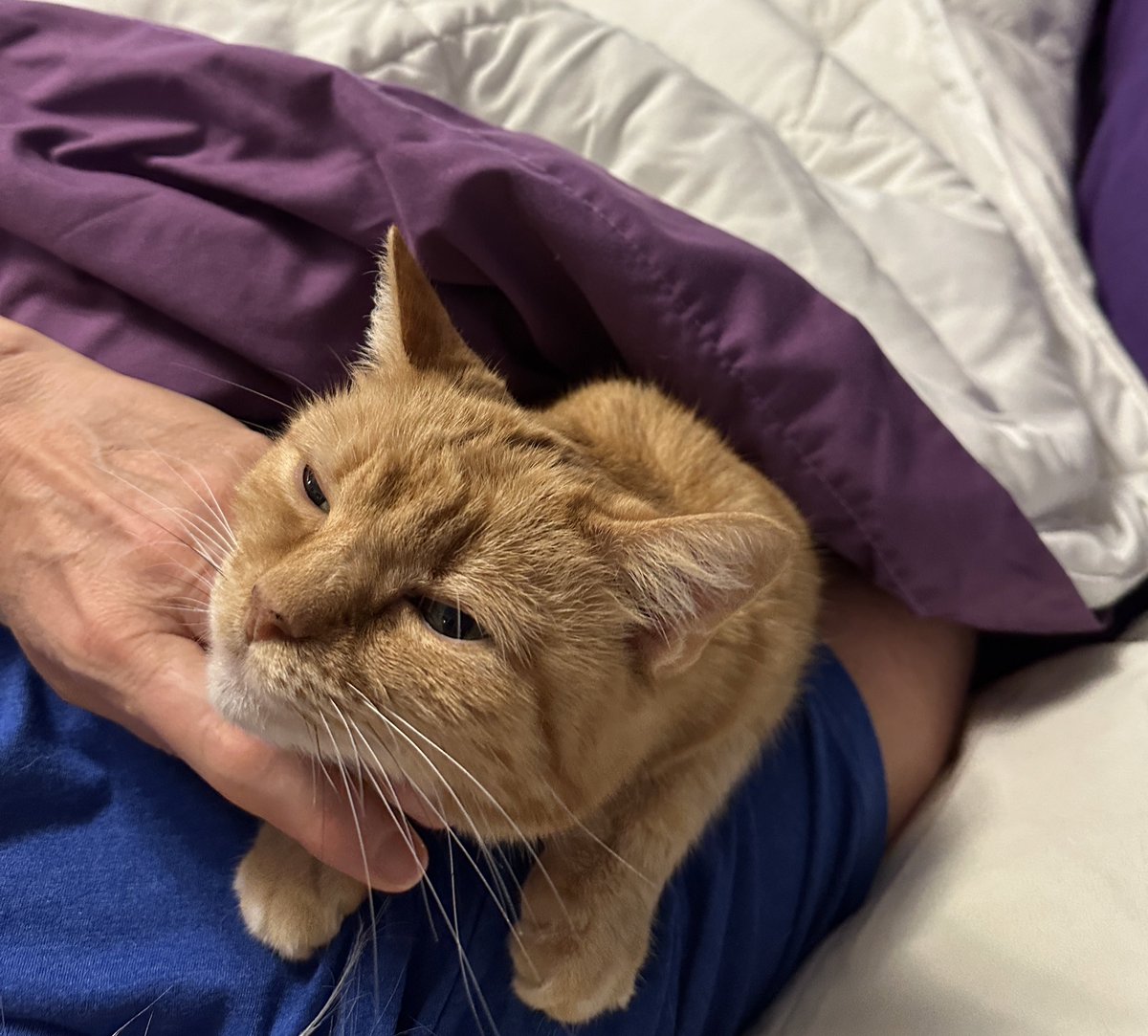 Nothing beats a chin scratch session to start the day. 💜🐾 #cats