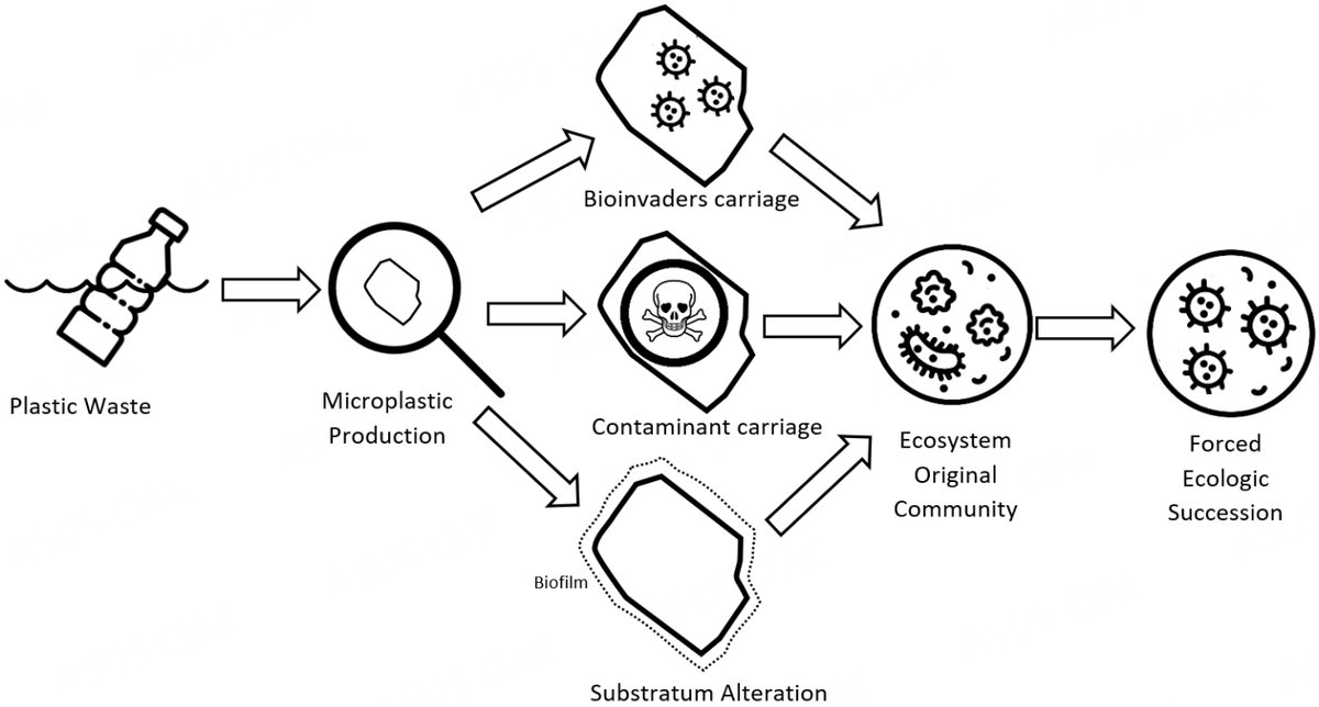 WECN__'s tweet photo. 📊 Paper Spotlight: The prevalence of microplastics on the earth and resulting increased imbalances in biogeochemical cycling by Estefan M. da Fonseca explores microplastics during the progress of a #biogeochemicalcycle
🔍https://t.co/4MuEIZSx59
#microplastic #mineralcycling https://t.co/YdbPlXW8bT