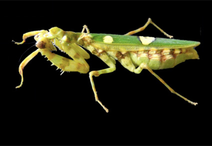 Zootaxa's tweet image. First Record of Creobroter apicalis Saussure, 1869 (#Mantodea: Hymenopodidae) in the Southern Province of Sri Lanka: Unveiling a New Geographic Record of Flower Mantis 
mapress.com/zt/article/vie… 
#Taxonomy