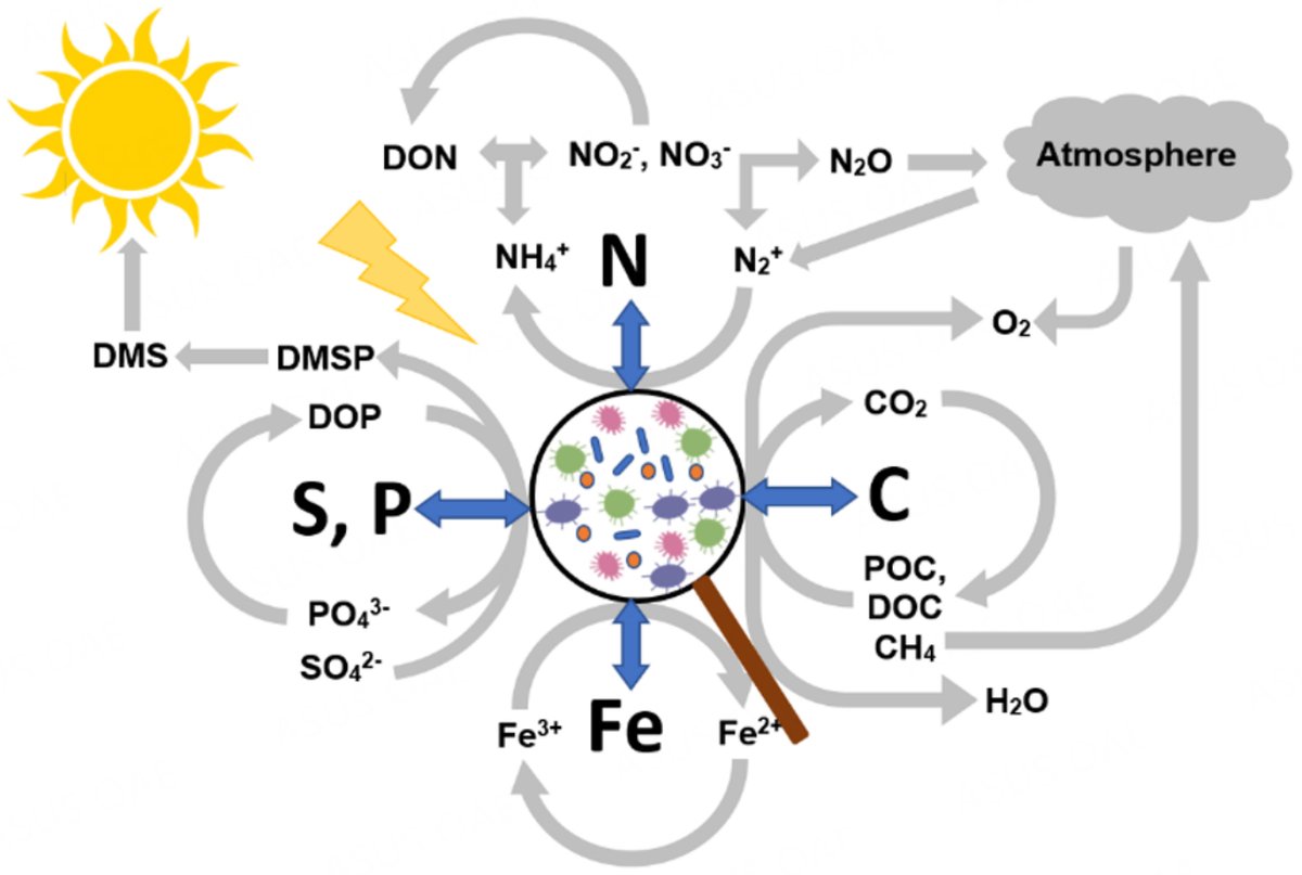 WECN__'s tweet photo. 📊 Paper Spotlight: The prevalence of microplastics on the earth and resulting increased imbalances in biogeochemical cycling by Estefan M. da Fonseca explores microplastics during the progress of a #biogeochemicalcycle
🔍https://t.co/4MuEIZSx59
#microplastic #mineralcycling https://t.co/YdbPlXW8bT