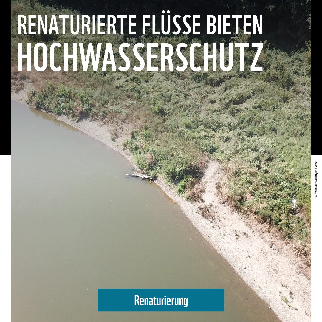 In den letzten 100 Jahren wurden die meisten Flüsse in Österreich begradigt, verbaut oder aufgestaut. Diese Regulierungen nehmen den Flüssen viel Platz. Im Falle eines Hochwassers wird das Wasser dadurch schneller und tritt über die Ufer. RENATURIERUNG bietet hingegen Schutz⤵️1/4