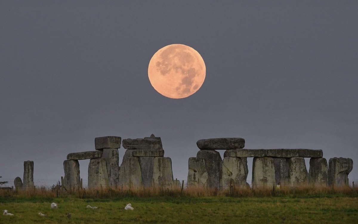 Hanging out with the locals at dawn today #HarvestMoon