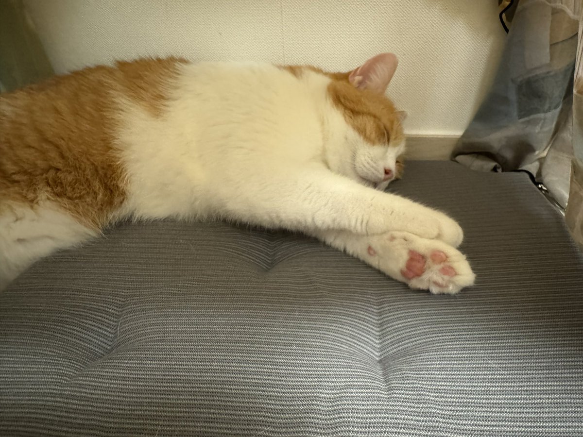 내 방 한구석에 조그마한 탁자를 독서용으로 뒀는데, 거기서 책을 읽고 있으면 탁자 밑에 들어가서 그루밍을 하고 한숨 잔다💛 이케아 간 김에 방석하나 사서 놔줌. 연휴끗 봄아 엄마 정신채리고 사료값 열심히 벌게!