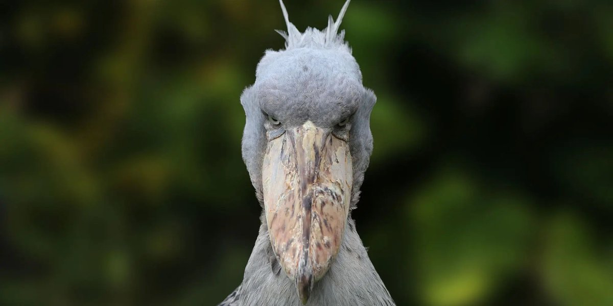 ハシビロコウ展示に関してのお知らせ】 ￼ ハシビロコウの繁殖に向けて