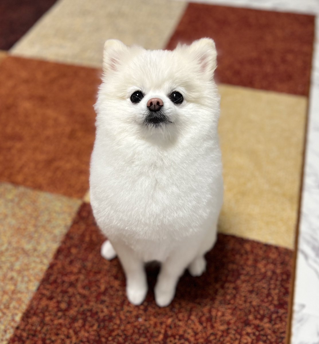 boku_ponchan's tweet photo. トリミングから帰ってきた犬がアイドルすぎる… ほんとうかわいい… https://t.co/T1iP8qiaWr