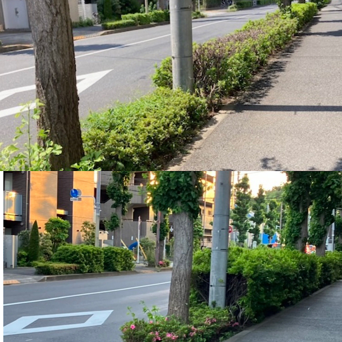 歩道樹木剪定