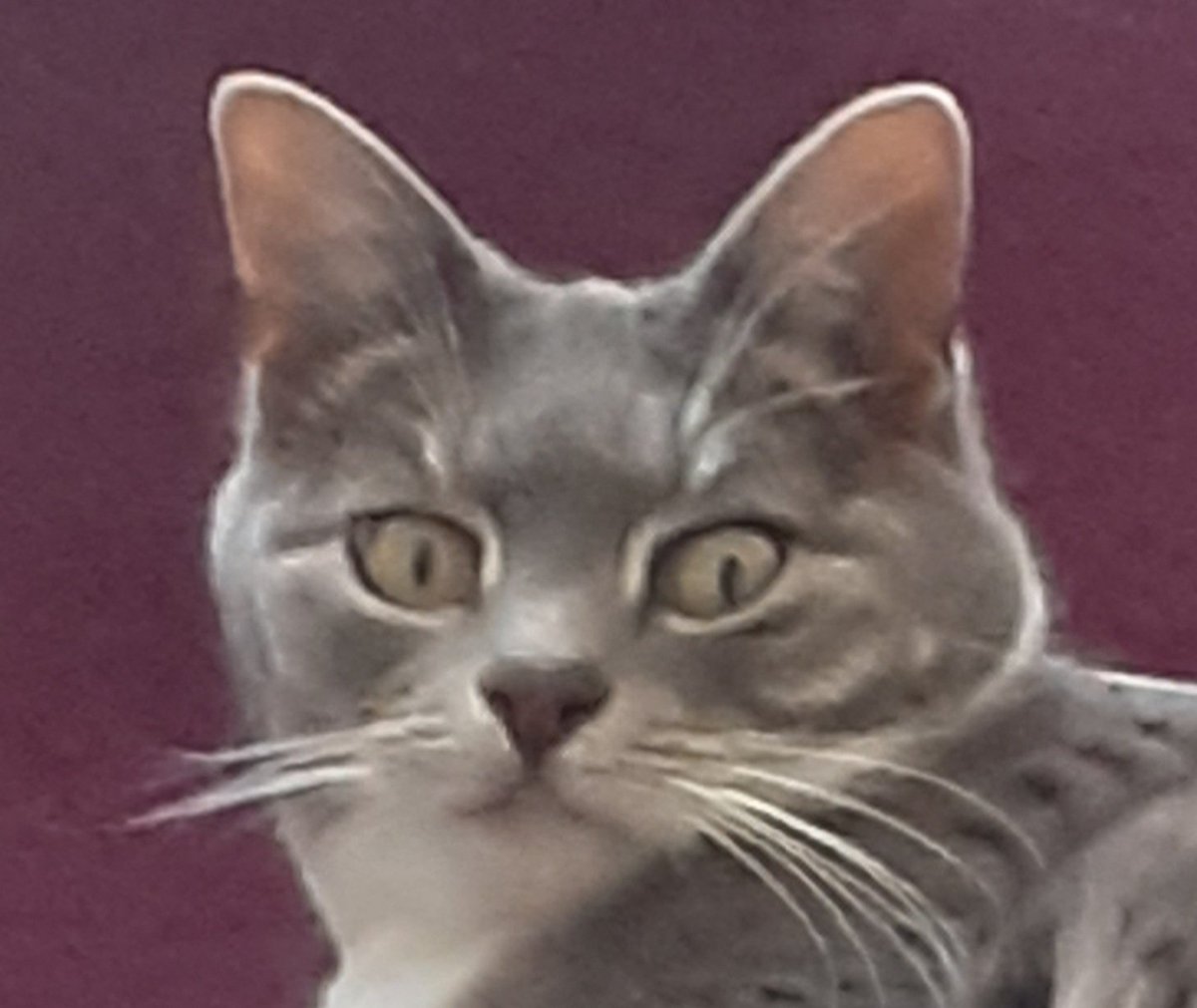 Tudscat's tweet photo. @erics_escapades Your whiskers have been groomed to perfection ❤ This is my "don't even think about grooming my whiskers" face 😹 #WhiskersWednesday #rescuecat https://t.co/s0fufQWYVh