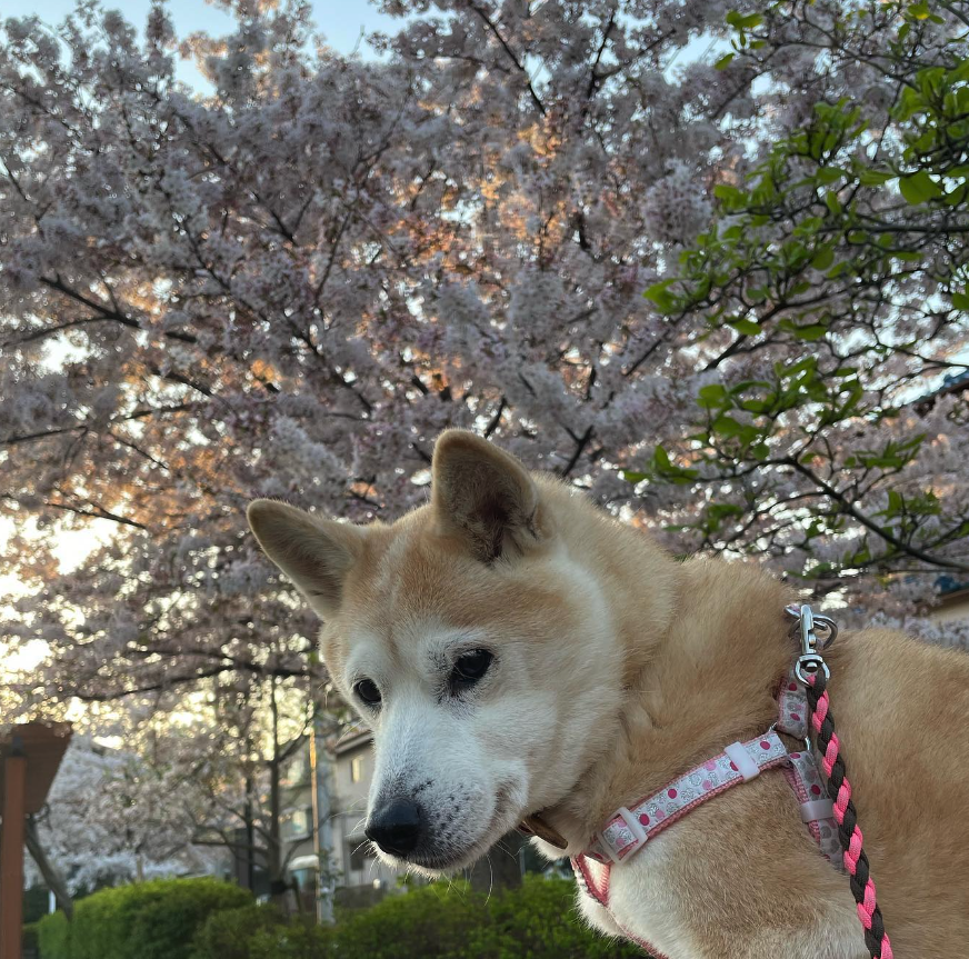 RicoSolanaCoin's tweet photo. Calm collected in the zone

$RICO is loading for new aths, hi $Neiro ill be with you soon! 

WOOF! https://t.co/ICD2m0u2JI