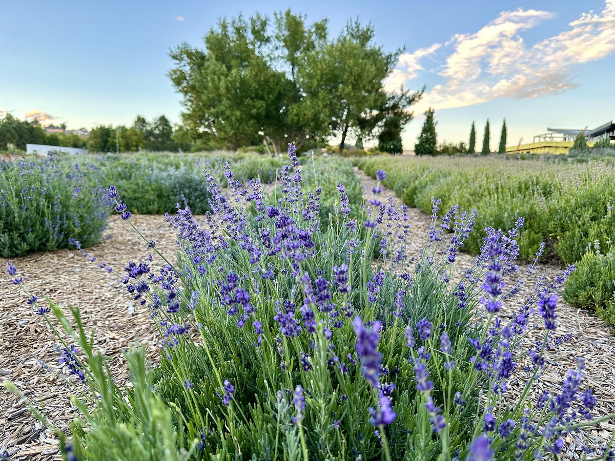 Allison Miller (@ajmiller4233) on Twitter photo Visited Chatfield Farms <a href="/denverbotanic/">Denver Botanic Gardens</a> -stunning! Great group in town for the 2024 Crop Wild Relatives Symposium usbg.gov/2024cwrsymposi… Visited Chatfield Farms <a href="/denverbotanic/">Denver Botanic Gardens</a> -stunning! Great group in town for the 2024 Crop Wild Relatives Symposium usbg.gov/2024cwrsymposi…