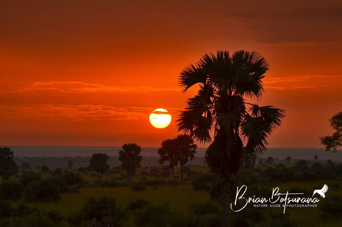 BrianSafariGuid's tweet photo. || Natural Remedy ||
There’s nothing quite like a sky painted in golden hues to soothe the soul.
#Sunset #nature #sunrise #fieldguide #natureguide #wildlife #safaritime https://t.co/gKcJjVqtLR