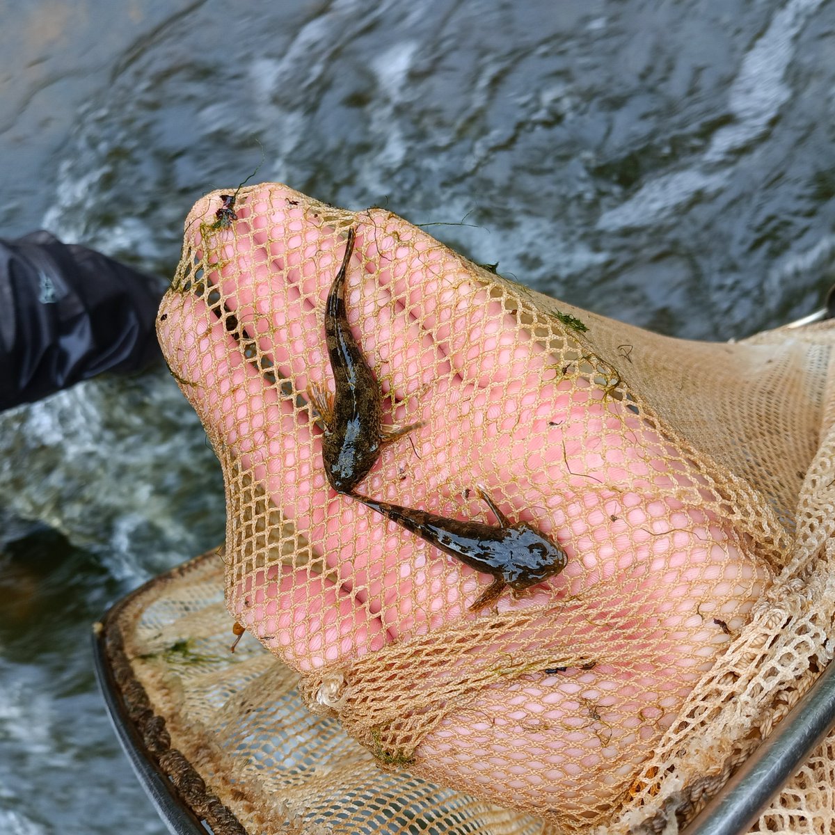 LIFE GoodWater IP tweet media