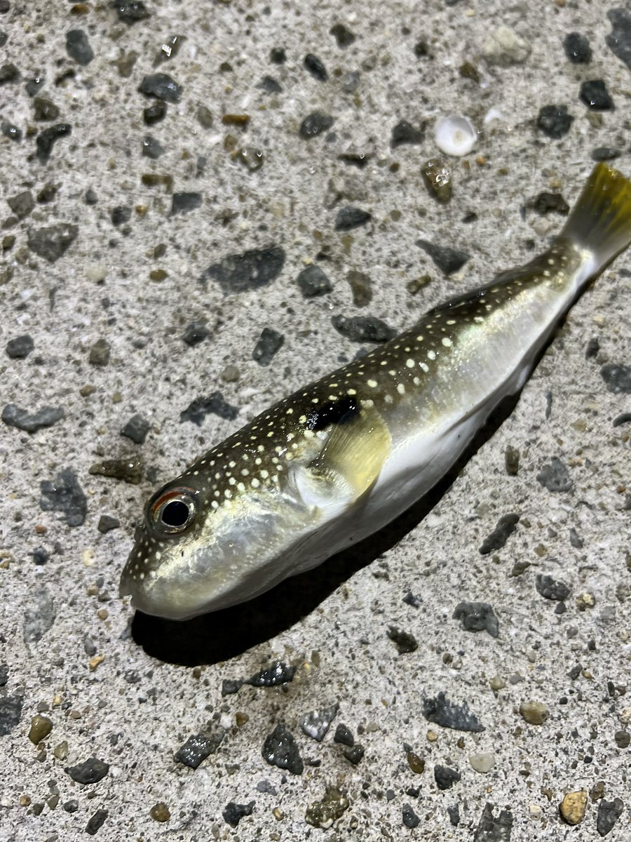 THCakitaka's tweet photo. 店長が釣りました🎣😁

#THC
#それは外道
#イカ釣れない https://t.co/j3WcwBDoLC