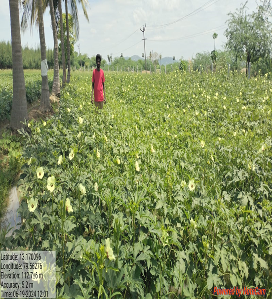 TNIAMProject's tweet photo. Name of the intervention: Crop Demonstration-Bhendi
Farmer name: Ramesh
Village: Agoor
Block: Tiruttani
District: Thiruvallur
Sub-basin: Nandhiyar
Phase: Phase 2
Horticulture Specialist
#Vegetablecrop #horticulture https://t.co/6iCFN1EfSZ