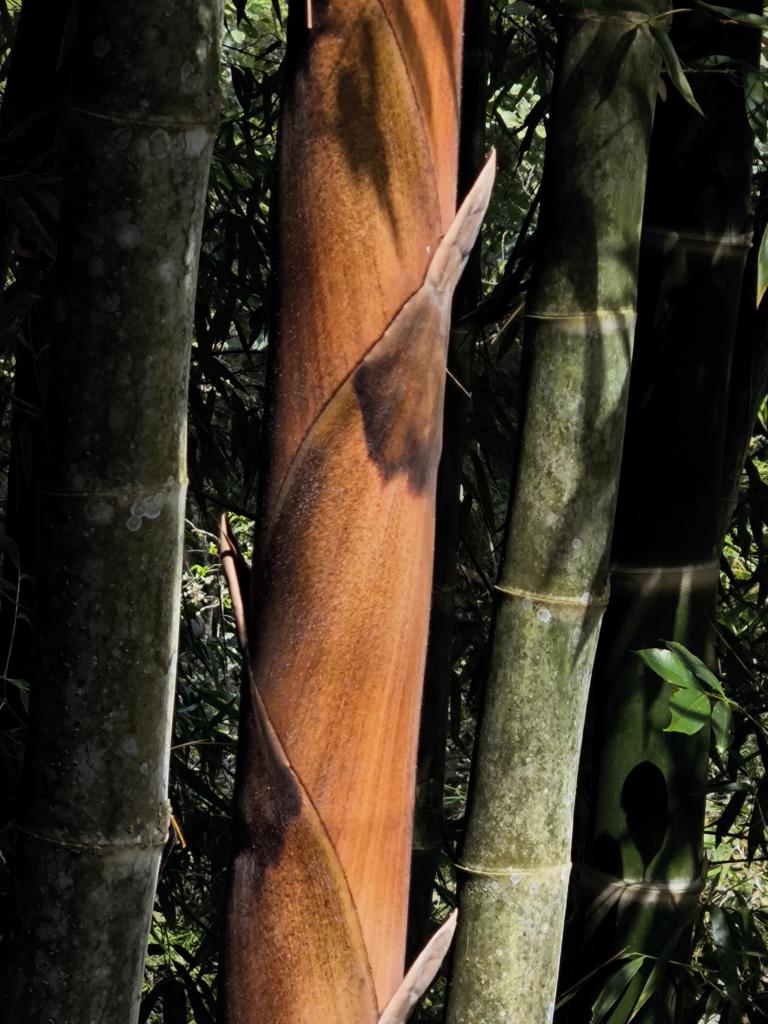 Happy #WorldBambooDay #Guadua takahashiae endemic to #Peru