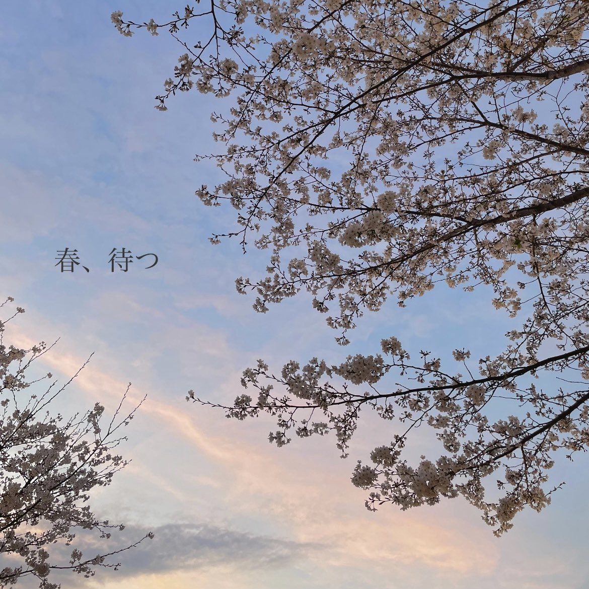 69ice_'s tweet photo. 今の時期に聴くGood nightはすごく心地良いのでおすすめ🙂‍↕️
あと春、待つも春じゃない時に聴いてもすごく心地良い🙂‍↕️ https://t.co/xbJNVeMmi6