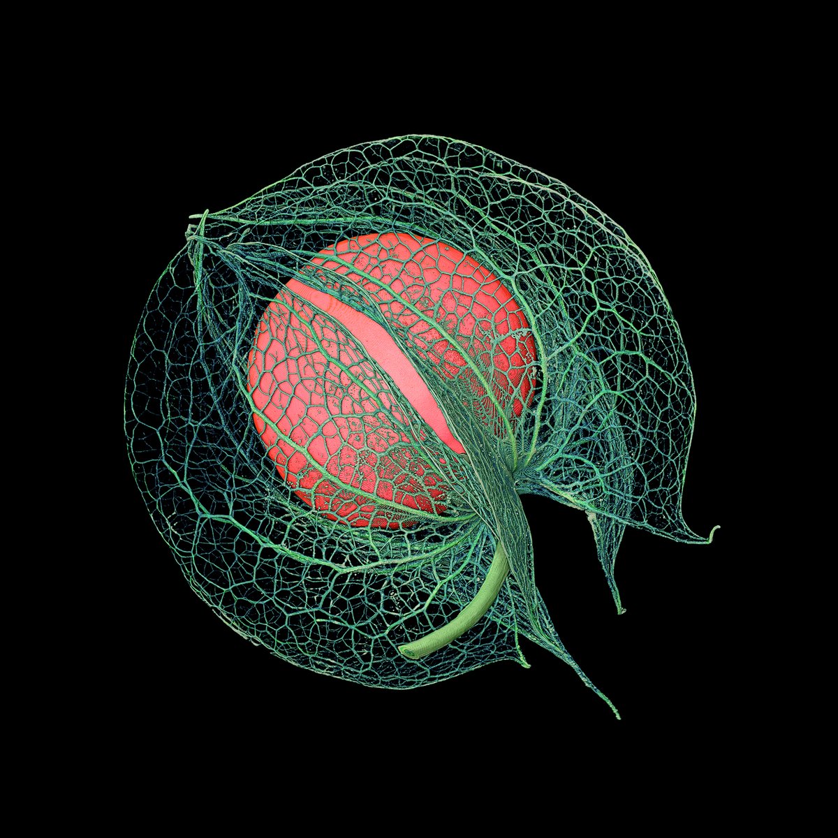 Amazing Talk by visual Artist @KesselerRob today <a href="/mpipz_cologne/">MPIPZ Cologne</a>. Breathtaking and fascinating images on shapes and patterns from the beautiful world of plants. A perfect match of science and art! 🌱🎨🌿 #art #plants #Seeds Check out his new book 👉bit.ly/47uQtIK