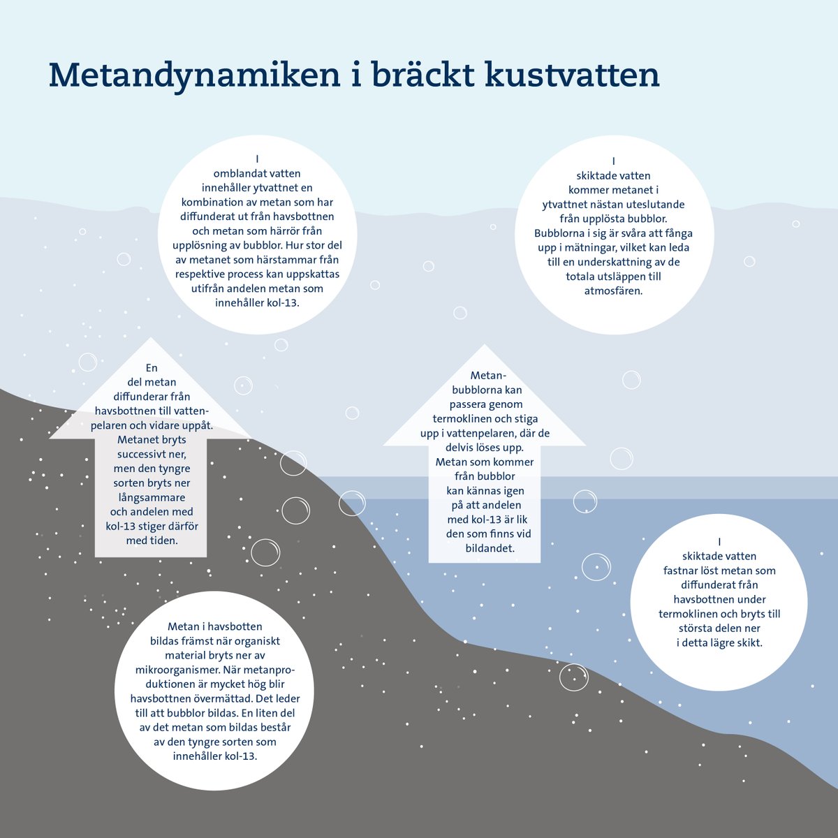 En stor del av metanutsläppen från skiktat kustvatten kommer från bubblor som bildats i sedimentet, visar en ny studie från <a href="/Stockholms_univ/">Stockholms universitet</a> <a href="/helsinkiuni/">University of Helsinki</a>. Det kan vara viktigt för beräkningarna av de totala kustutsläppen, och tyder på att de underskattas. shorturl.at/tfKNM