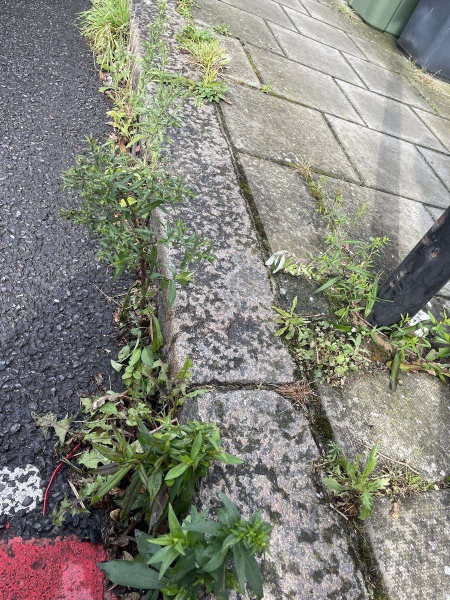 Session 4: Another enjoyable pilot session on ‘Botany and Wild Flower Identification’ led by our Urban Botanist in Residence Amanda Tuke.

More info about the official course to come later.

#SLBI #botanyforbeginners #plantidentification #pavementplants