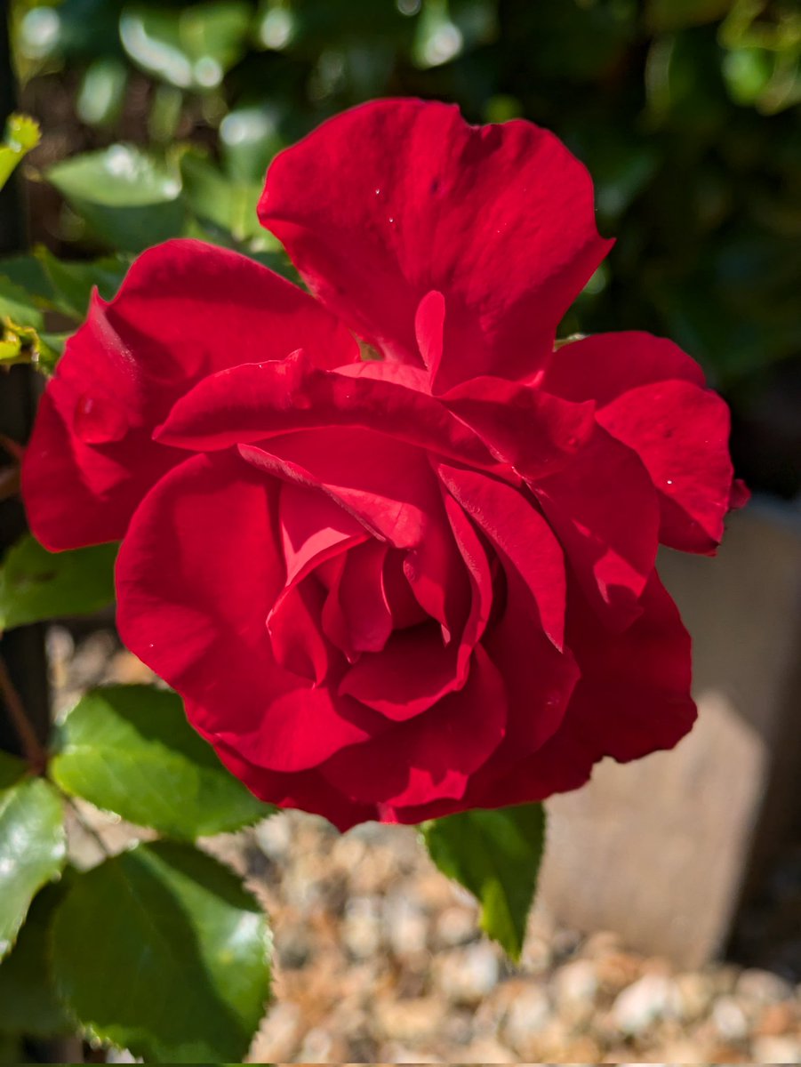 JulieTurner64's tweet photo. The picture of the rose that I posted this morning was two days old. This is now.
#RoseWe https://t.co/GSy5MvqUx3