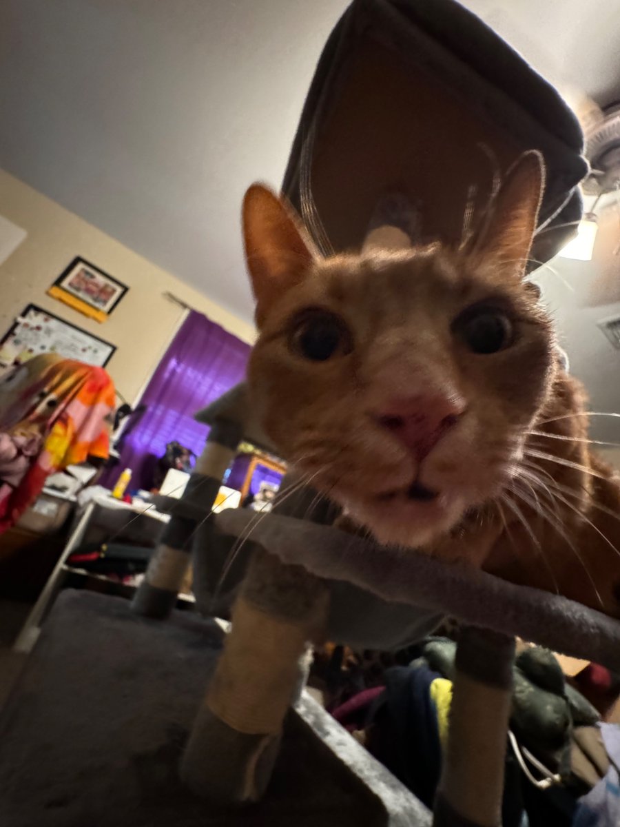 PixelMeowMeow's tweet photo. on his perch https://t.co/GNjy7lfDAv