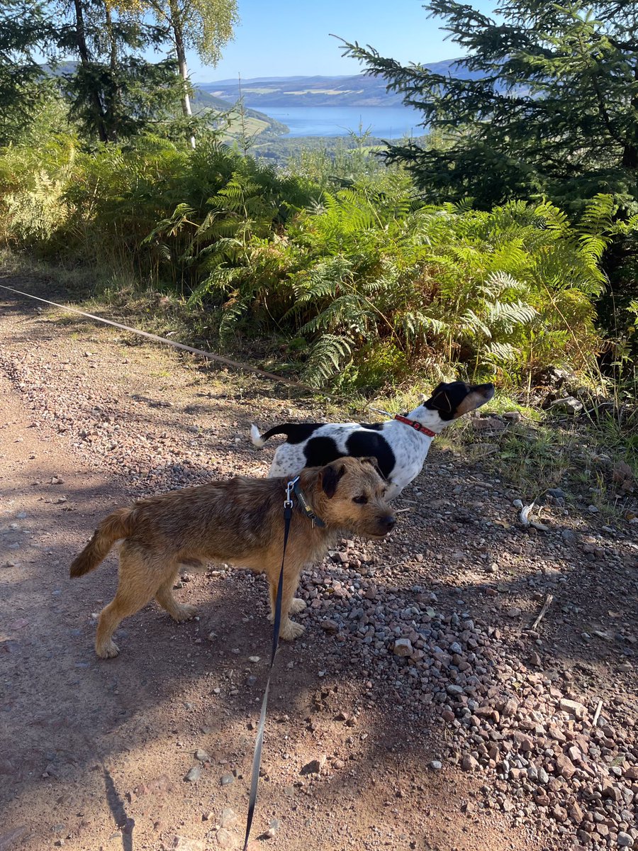 Had a lovely walk this morning with mum and her pal. Glorious day, so we went up the hill to our favourite bench, and enjoyed the views on the way 😁