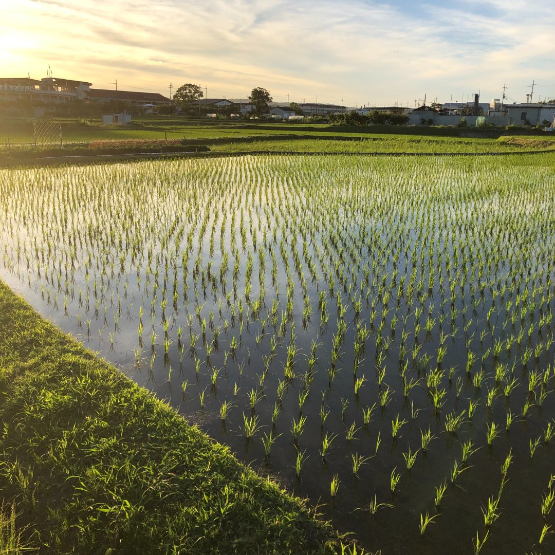 Cambridge Archaeology (@ucamarchaeology) on Twitter photo 🌱 What was the demographic response to the introduction of rice agriculture in prehistoric Japan? Find out in a new paper by the <a href="/encounter_erc/">encounter_project</a> project!
👉 Read about it: arch.cam.ac.uk/news/demograph…
📸 Modern paddy field - S. Shoda 🌱 What was the demographic response to the introduction of rice agriculture in prehistoric Japan? Find out in a new paper by the <a href="/encounter_erc/">encounter_project</a> project!
👉 Read about it: arch.cam.ac.uk/news/demograph…
📸 Modern paddy field - S. Shoda